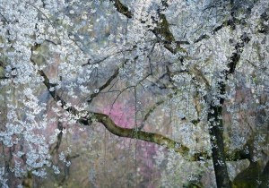 Yukio Miki – Imperial Blossoms - melhores fotos da National Geographic