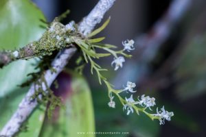 Fotografando no Sítio Espinheiro Negro - Micro Orquídea